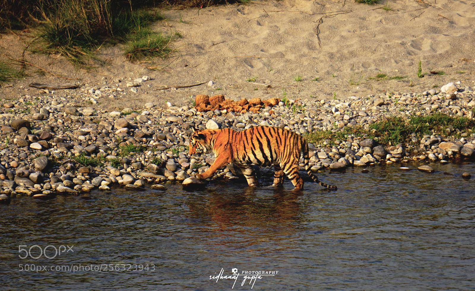 Sony a6000 sample photo. Prince of jim corbett photography