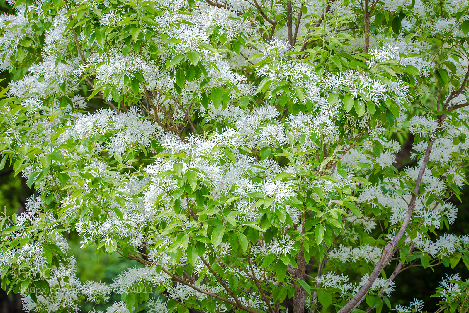 Canon EOS-1D X sample photo. Eos d x photography
