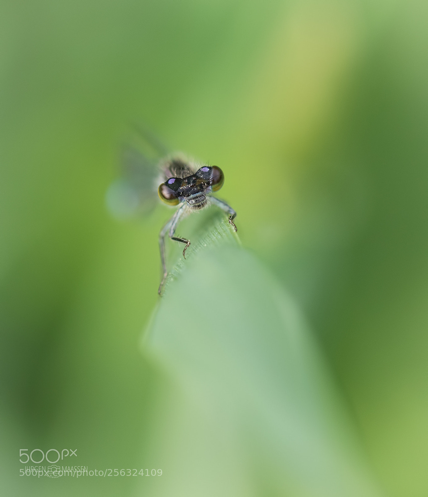 Canon EOS 7D Mark II sample photo. Blue-tailed damselfly. photography
