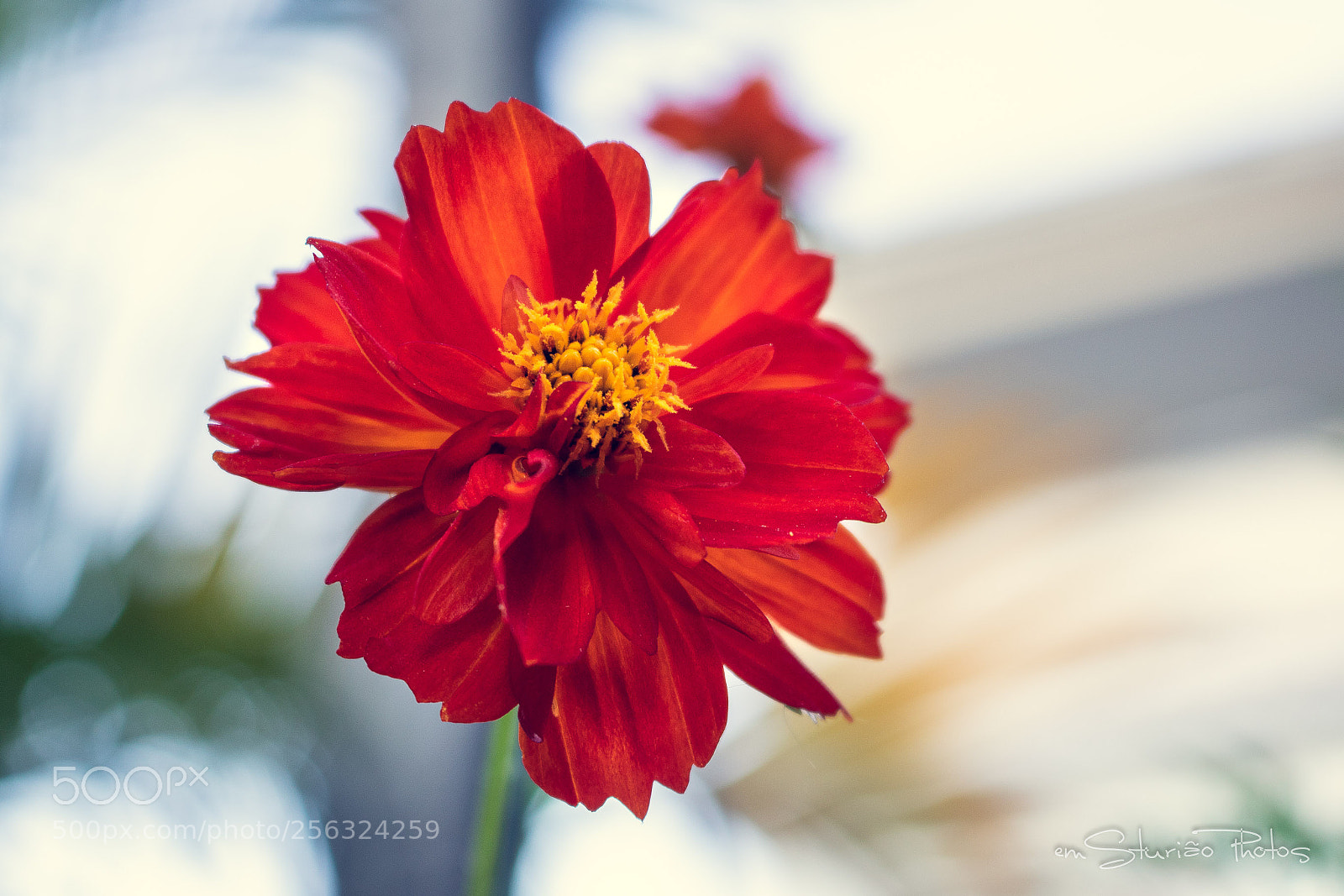 Canon EOS 750D (EOS Rebel T6i / EOS Kiss X8i) sample photo. Red flower photography