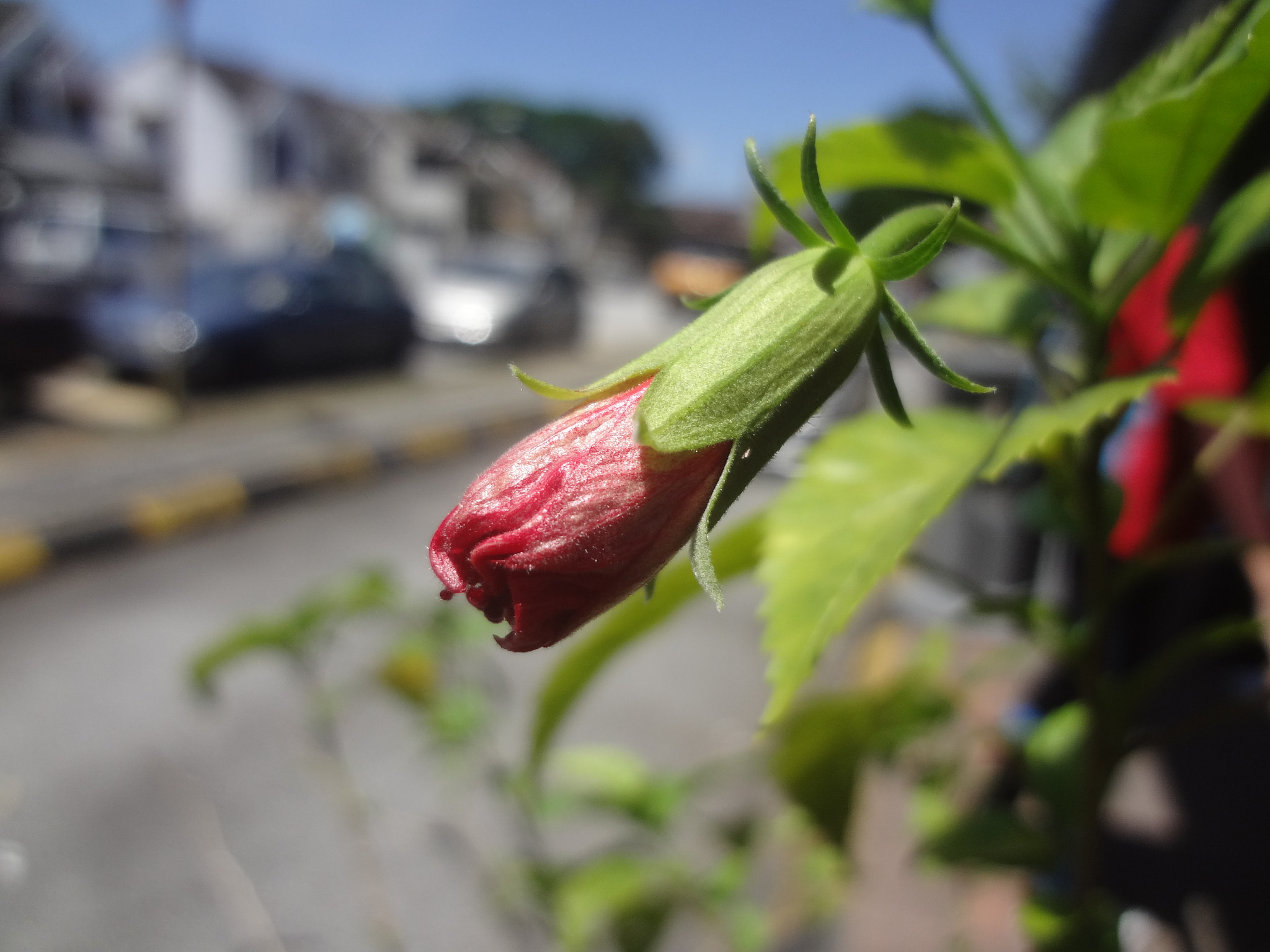 Sony Cyber-shot DSC-WX50 sample photo. Flower photography