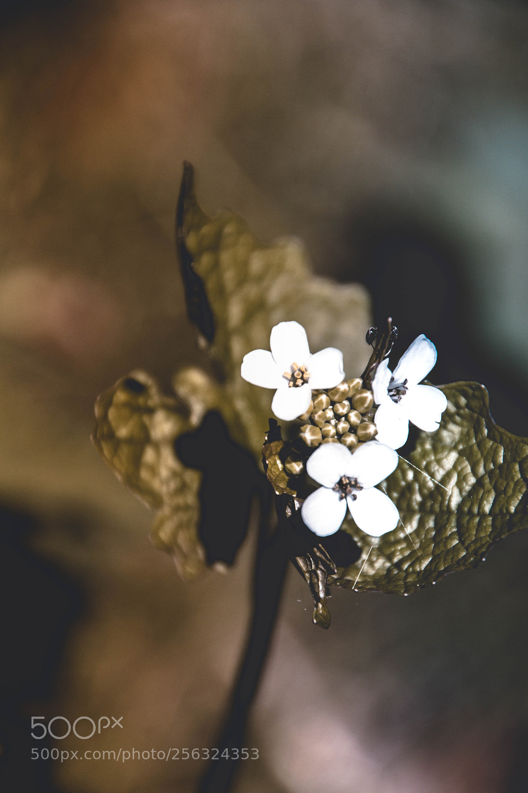 Canon EOS 70D sample photo. Img photography