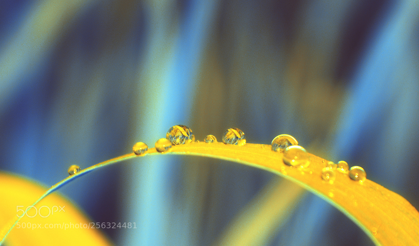 Nikon D3300 sample photo. Macro futurism photography