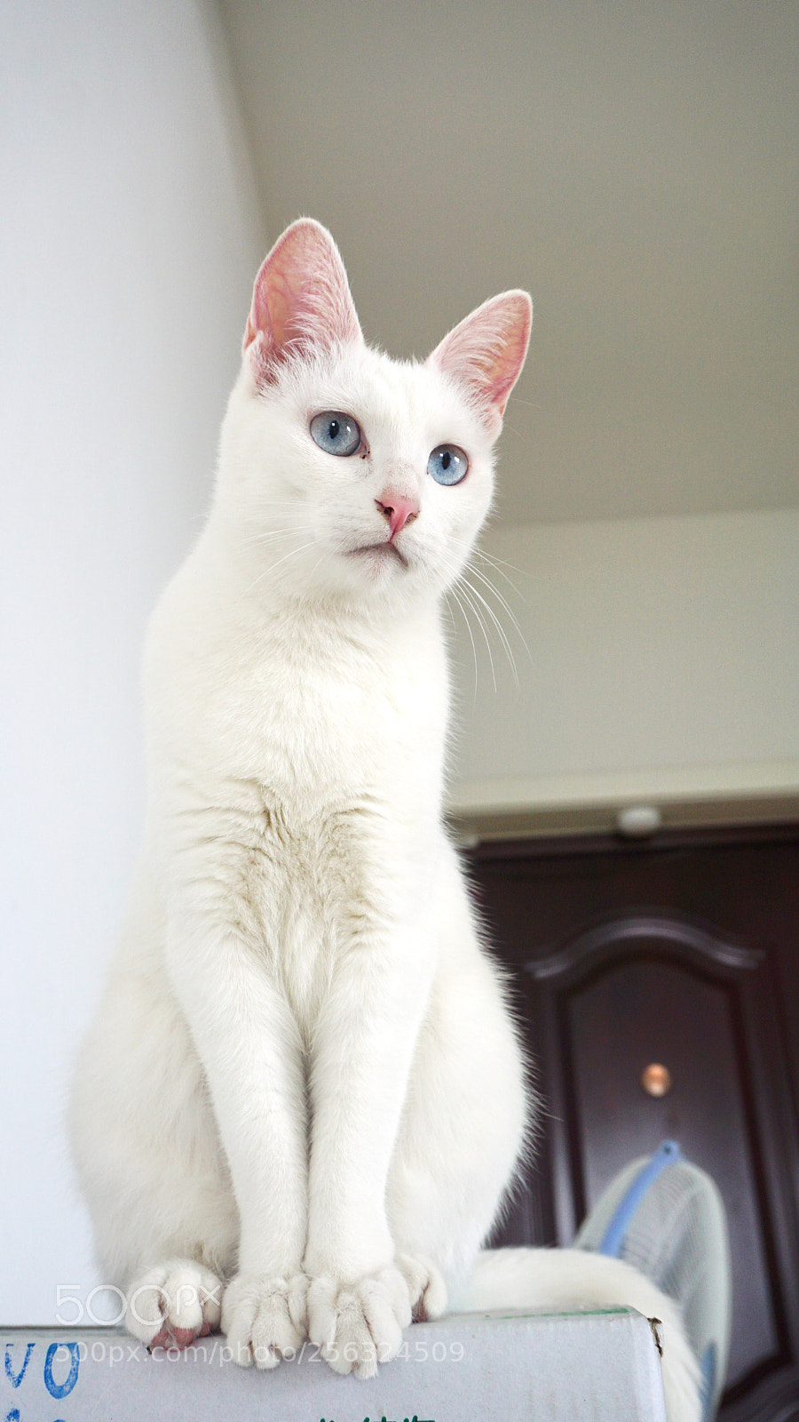 Sony a6000 sample photo. 女王 photography