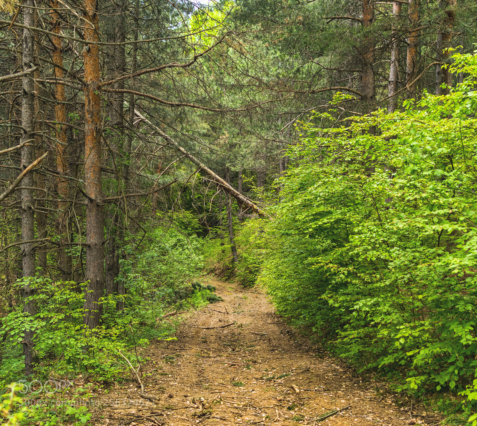 Nikon D3300 sample photo. Dirty road through mountain photography