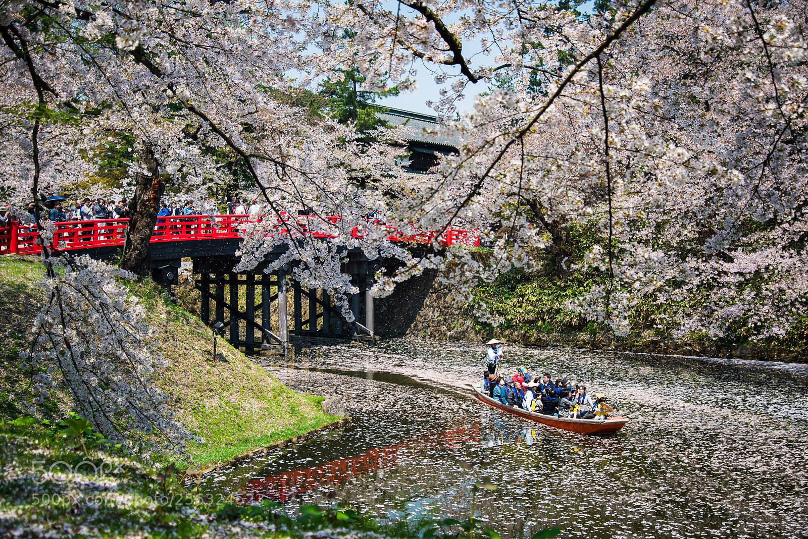 Nikon D810 sample photo. Chasing sakura... photography