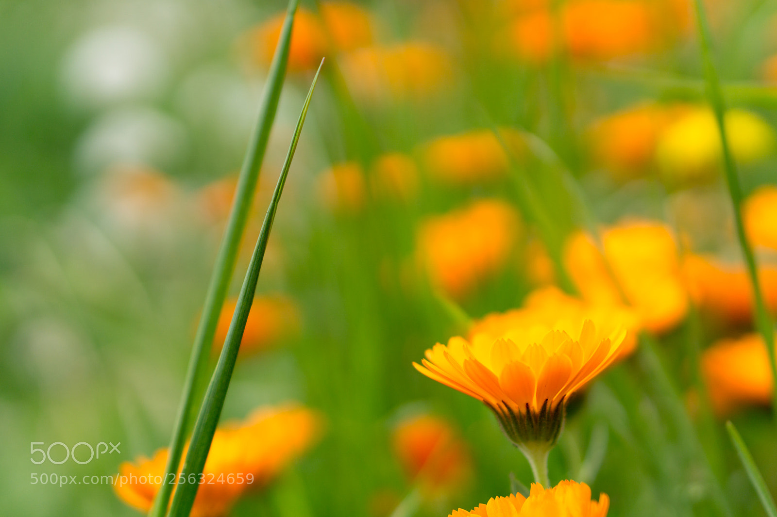 Sony a6000 sample photo. Orange photography