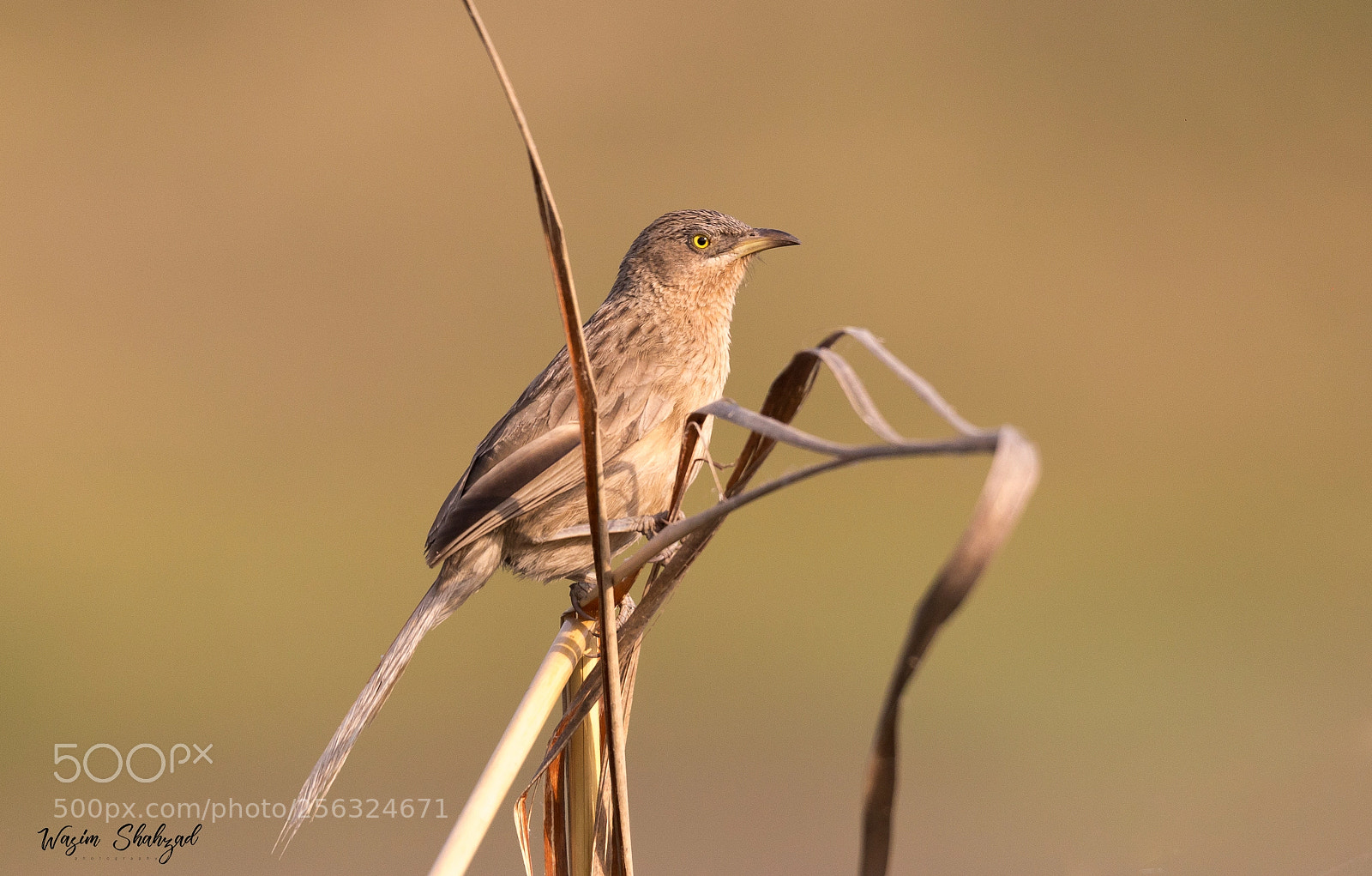 Canon EOS 6D sample photo. Striated babbler photography