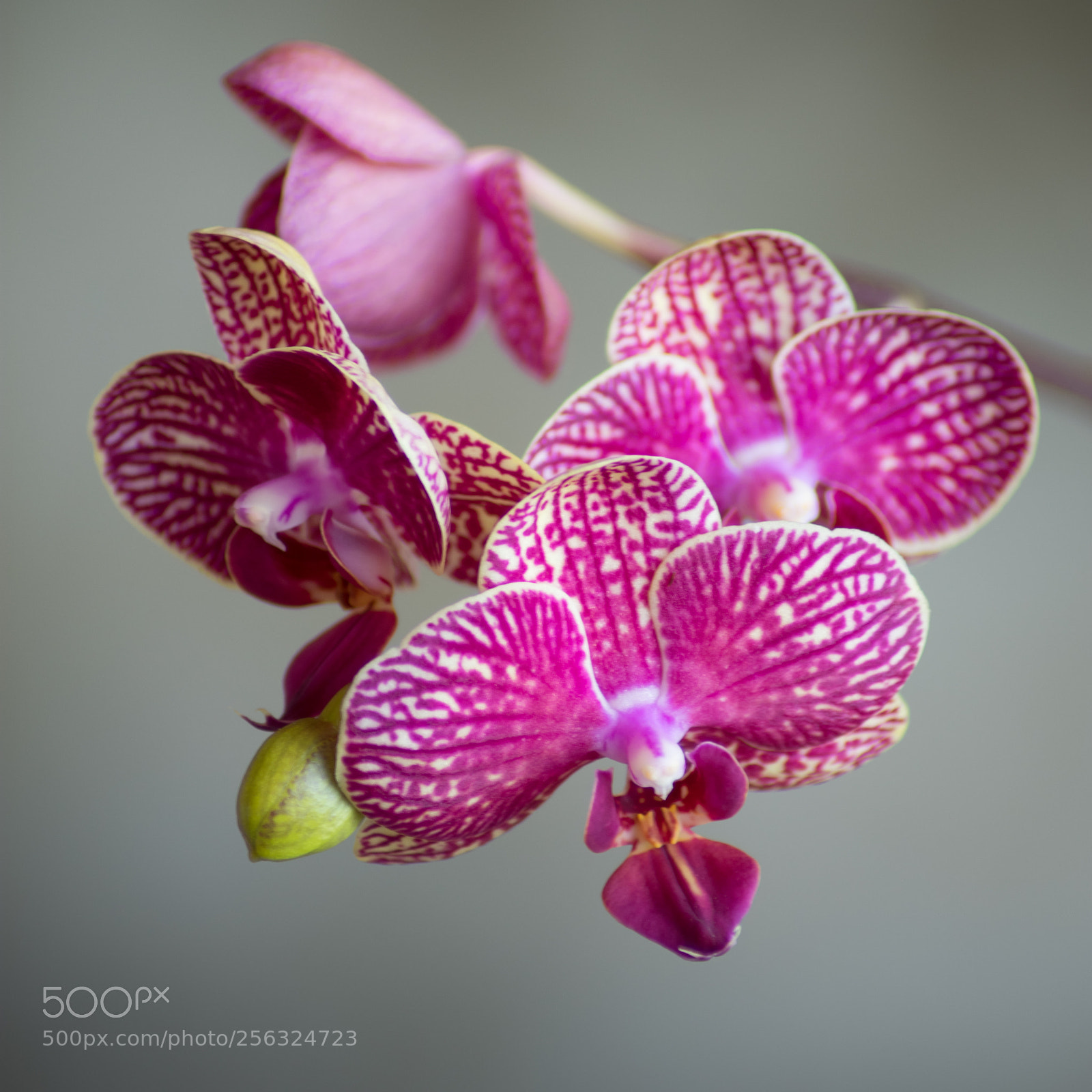 Nikon D3400 sample photo. Phalaenopsis photography