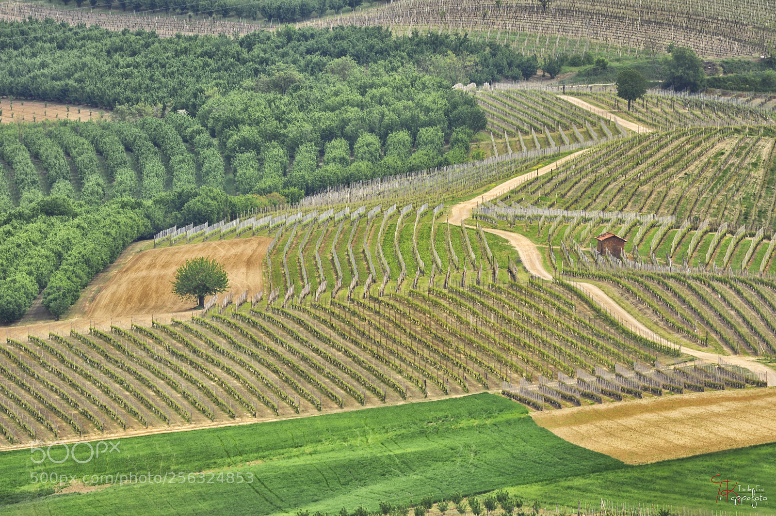 Nikon D700 sample photo. Panorama from verduno le photography