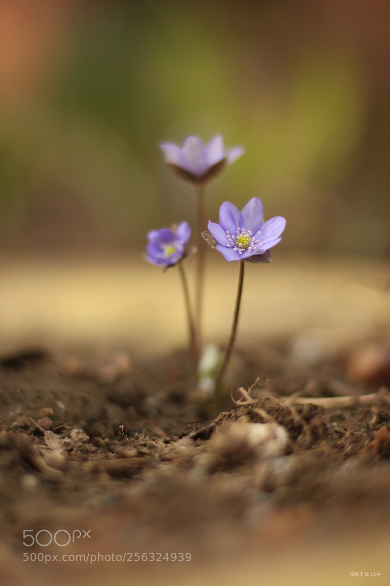 Canon EOS 500D (EOS Rebel T1i / EOS Kiss X3) sample photo. Flower photography