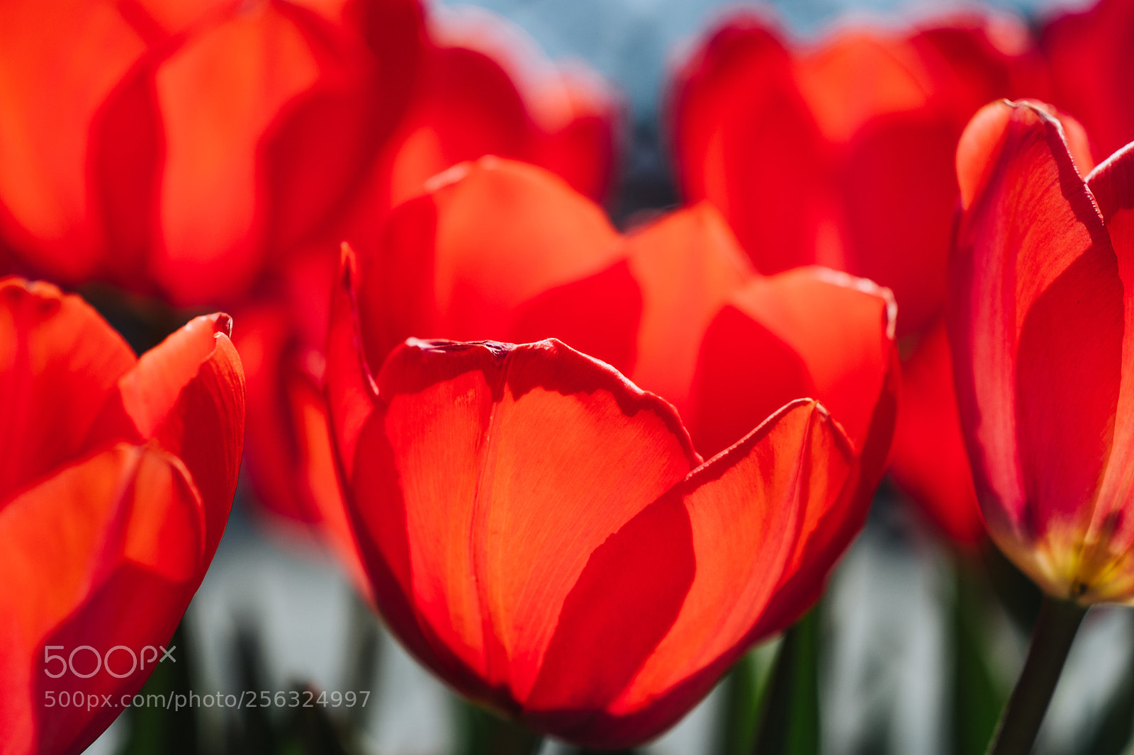 Fujifilm X-T20 sample photo. Mayexports photography