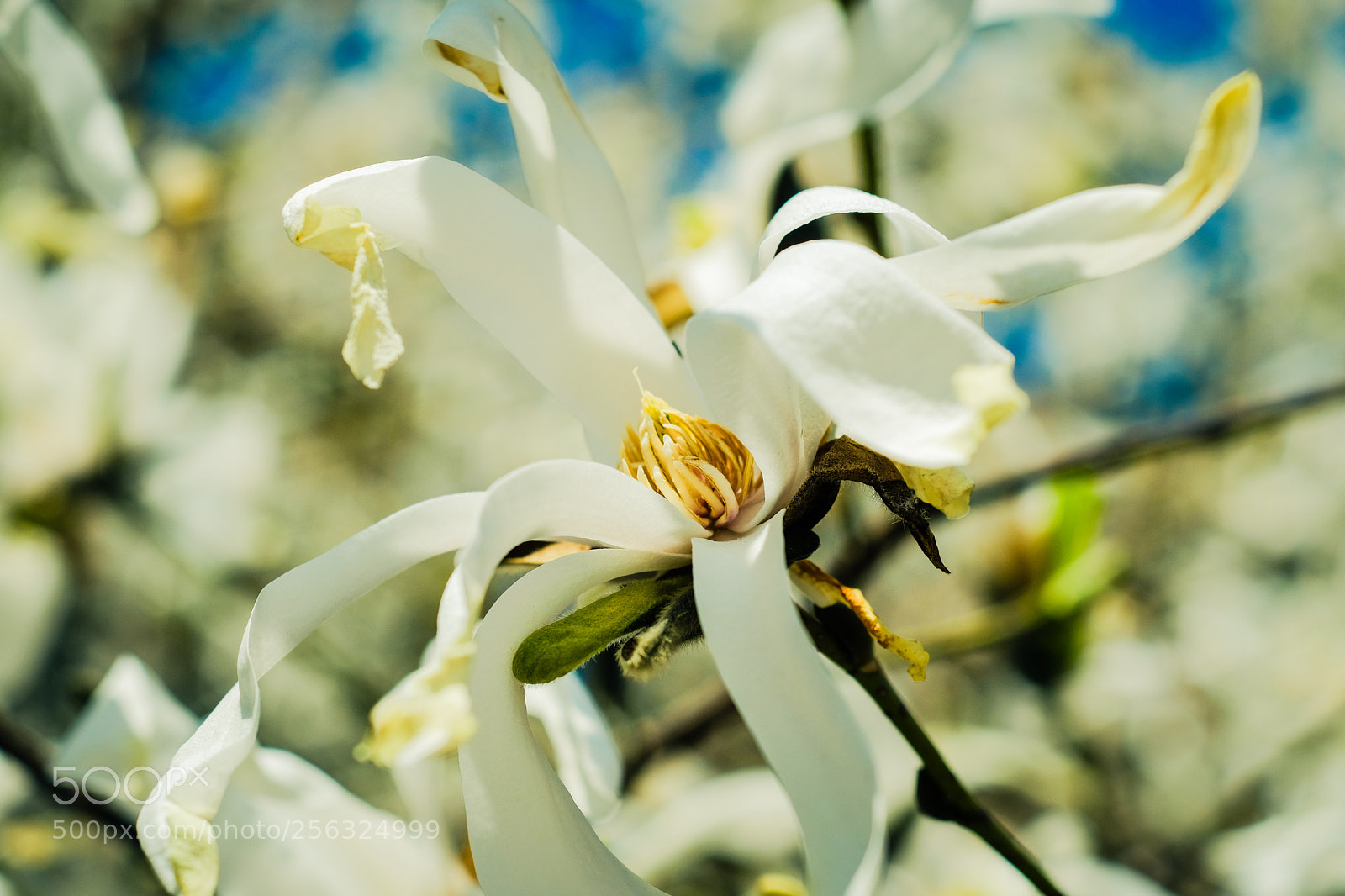 Fujifilm X-T20 sample photo. Mayexports photography