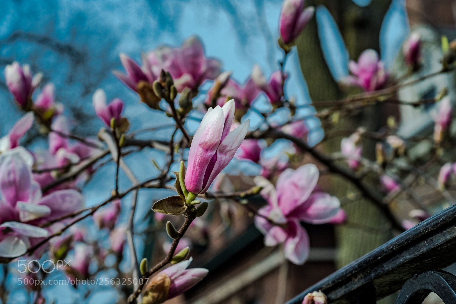 Fujifilm X-T20 sample photo. Mayexports photography