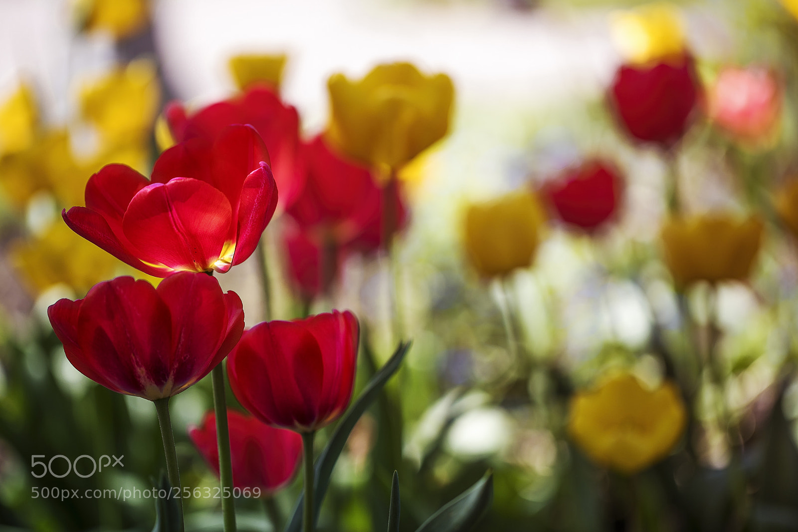 Canon EOS 5D Mark IV sample photo. Spring colours photography