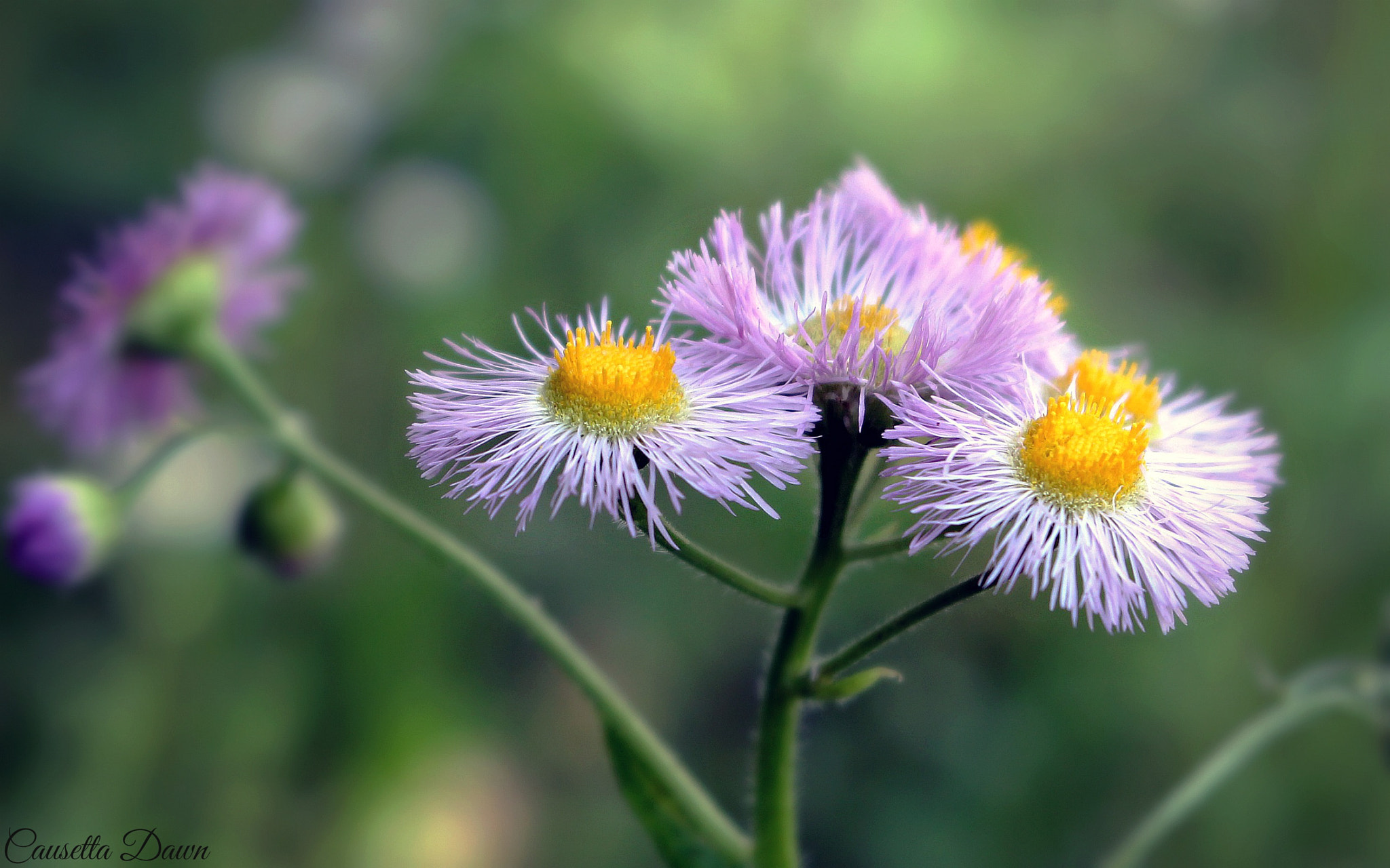 Canon EOS 100D (EOS Rebel SL1 / EOS Kiss X7) sample photo. Erigeron philadelphicus photography