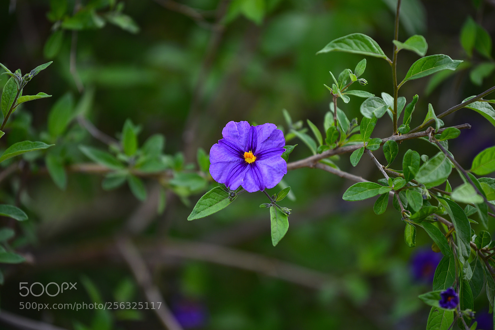 Nikon D750 sample photo. Fiori della primavera  photography