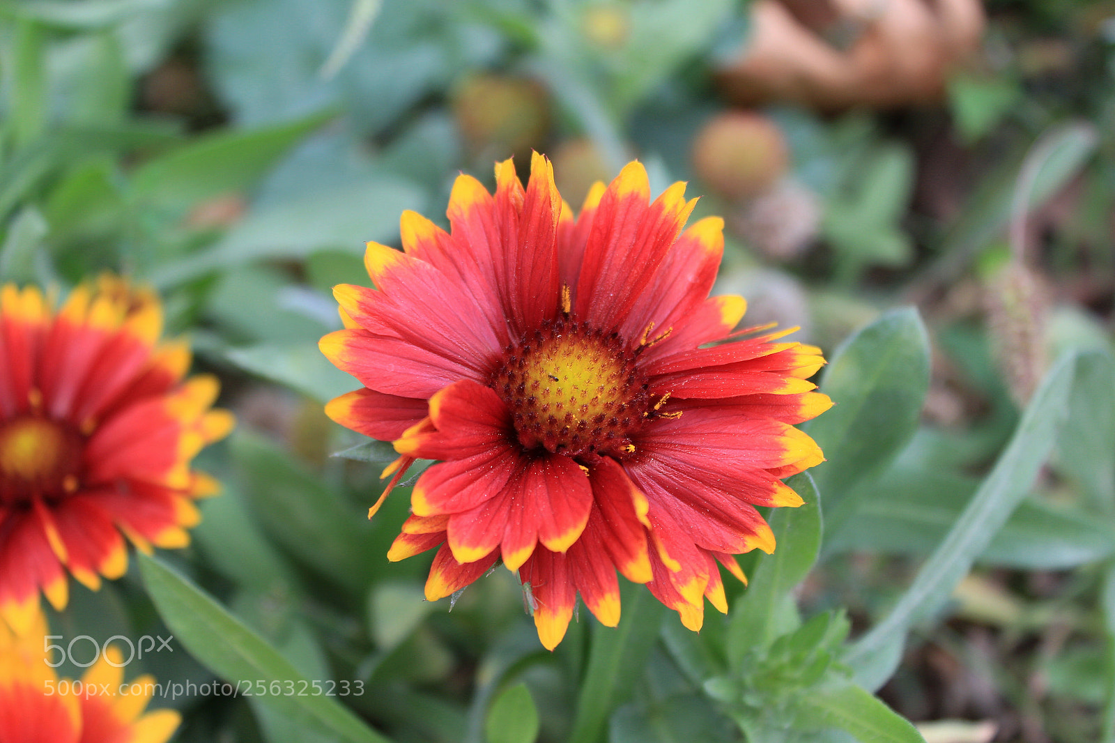 Canon EOS 700D (EOS Rebel T5i / EOS Kiss X7i) sample photo. Gaillardia aristata photography