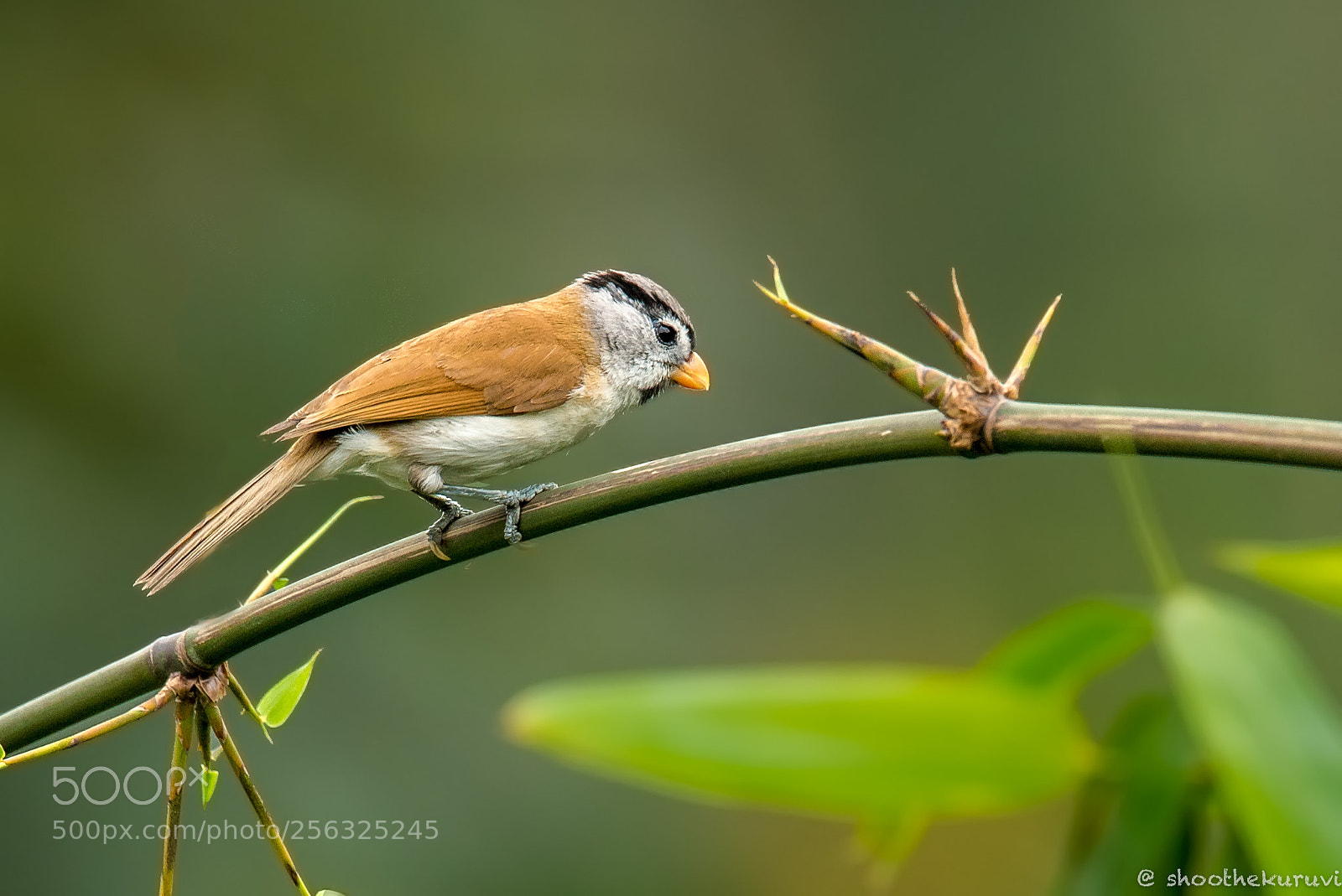 Nikon D750 sample photo. Gray-headed parrotbill photography