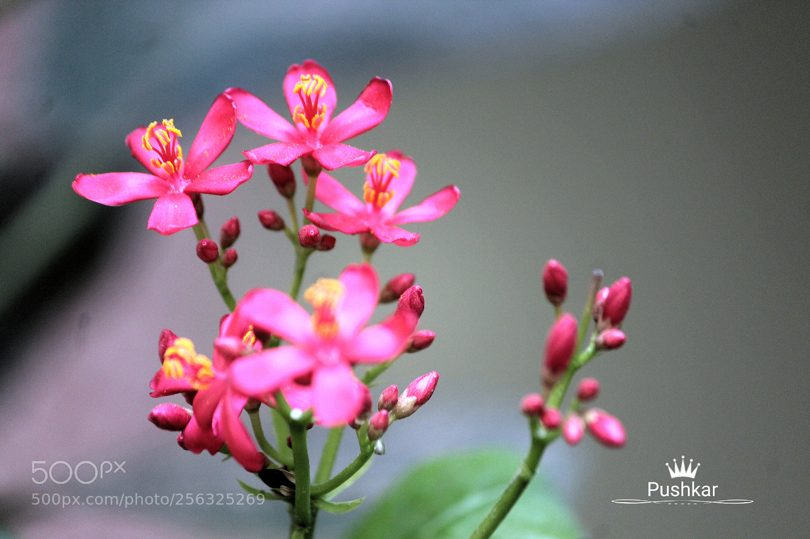 Canon EOS 1200D (EOS Rebel T5 / EOS Kiss X70 / EOS Hi) sample photo. Blooming photography