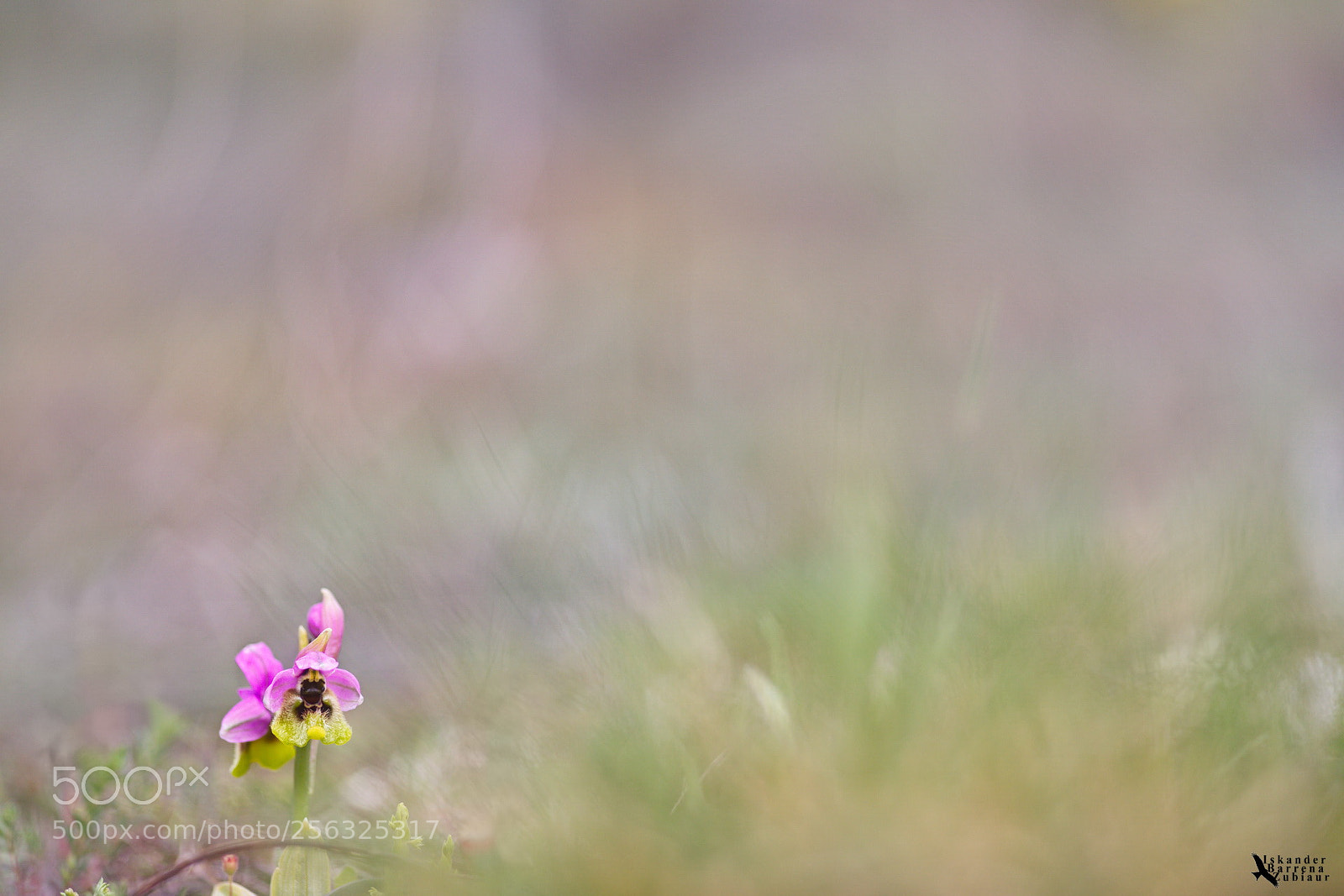 Canon EOS 6D sample photo. Orqu dea abejera rosada photography