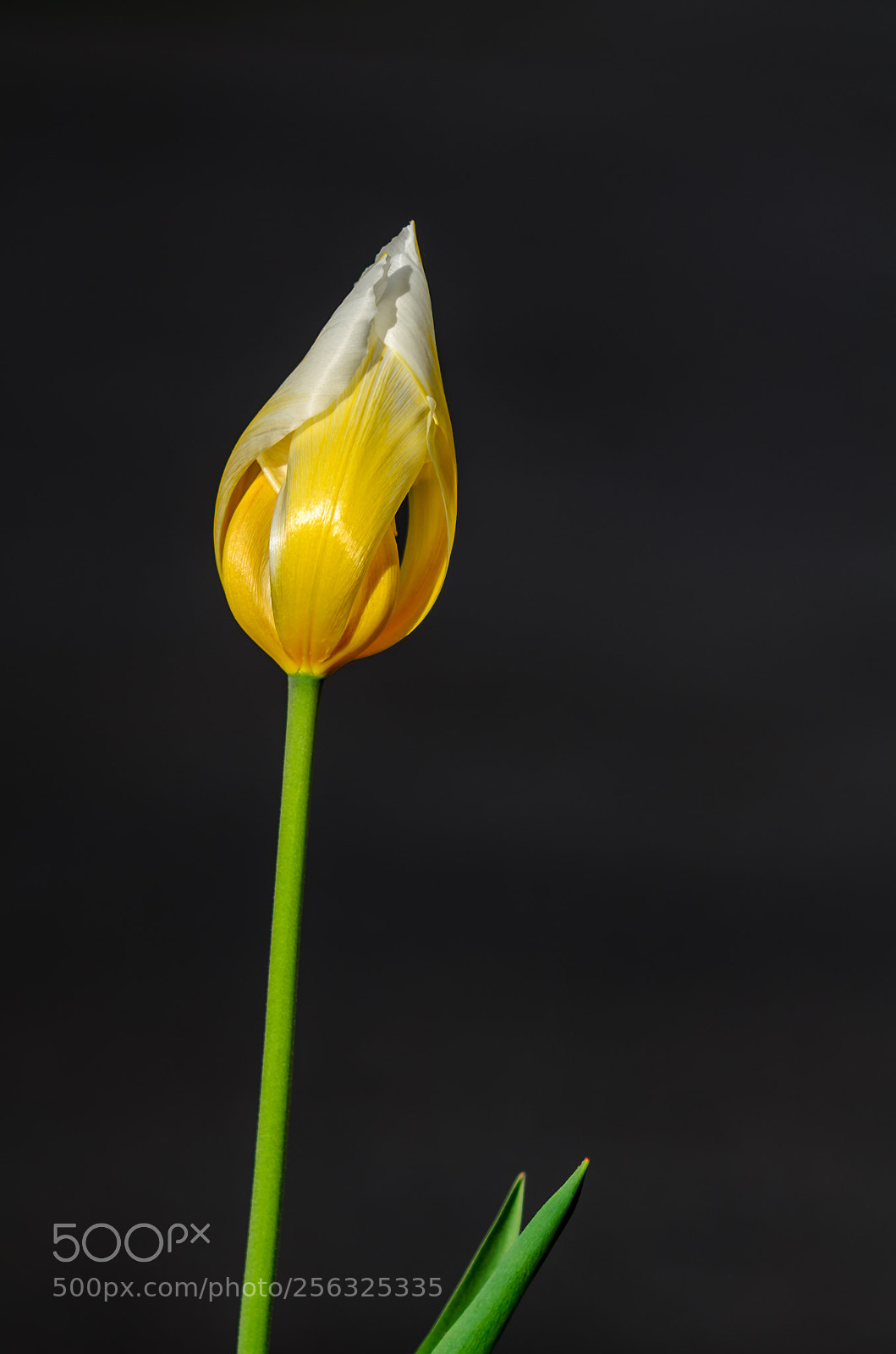 Nikon D7000 sample photo. Flower photography