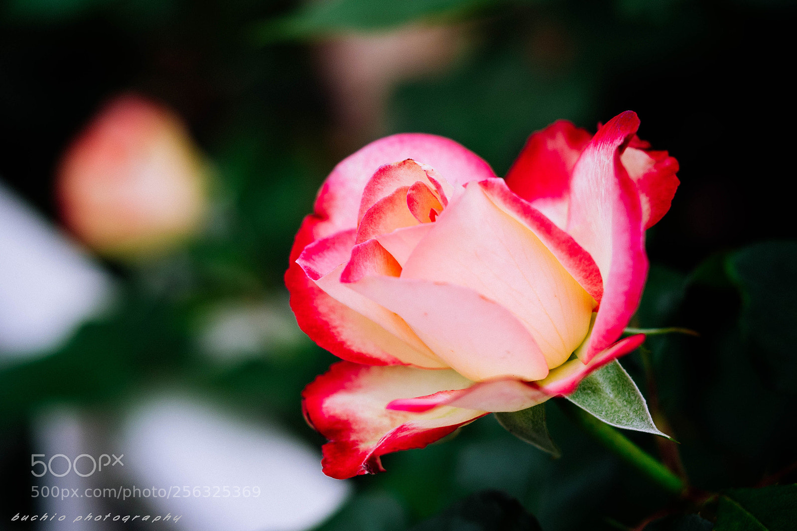 Olympus OM-D E-M1 Mark II sample photo. Rose photography