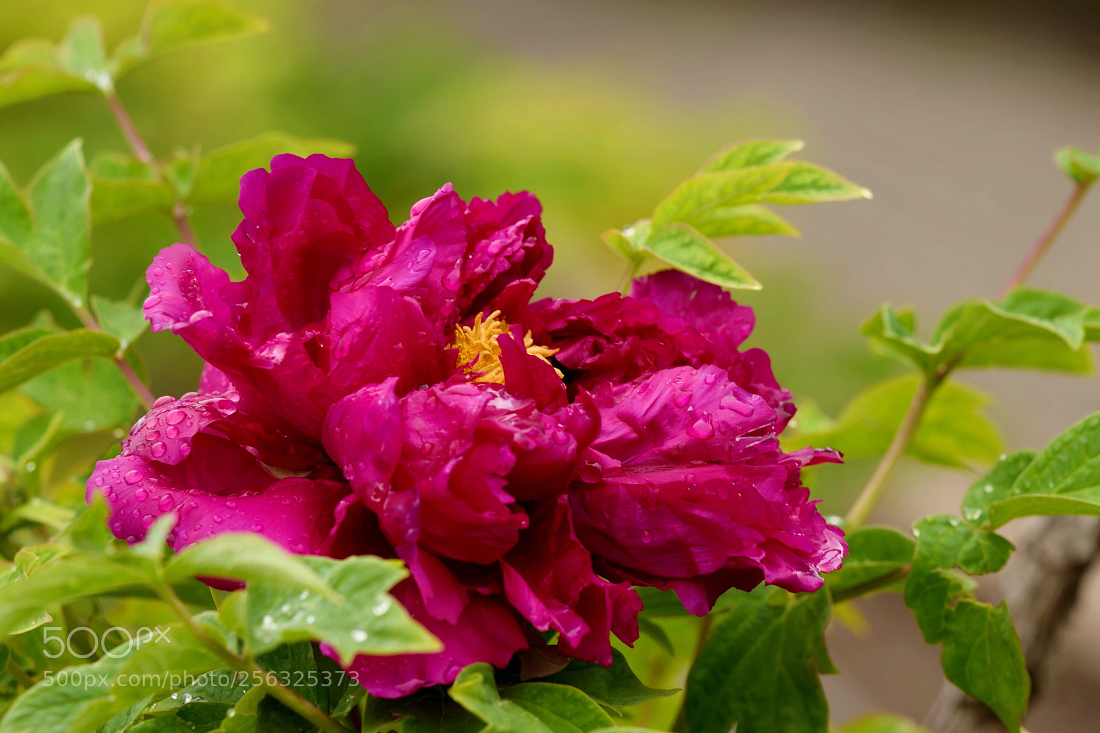 Leica SL (Typ 601) sample photo. Untitled photography