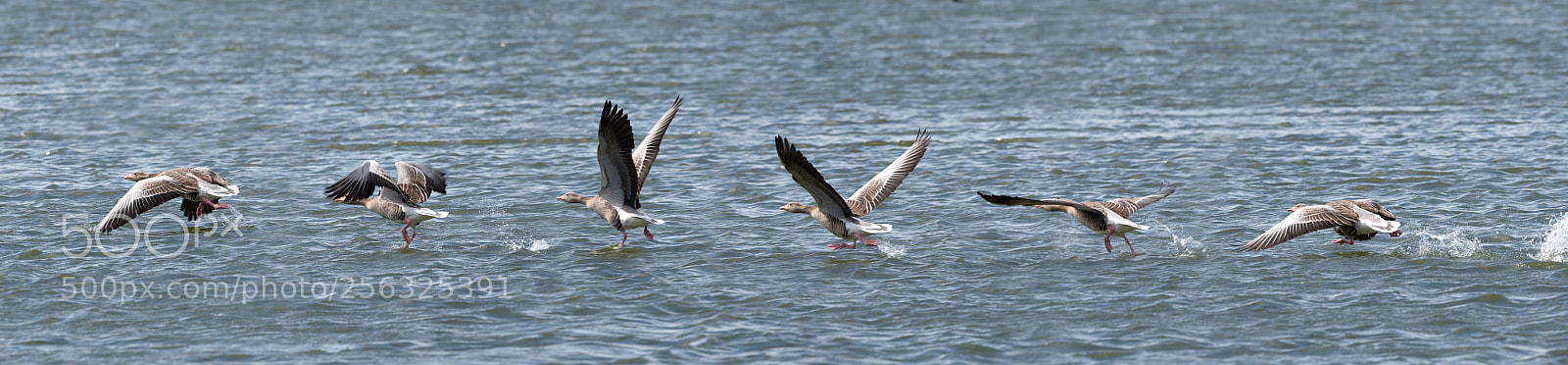 Nikon D750 sample photo. Greylag goose (anser anser) photography