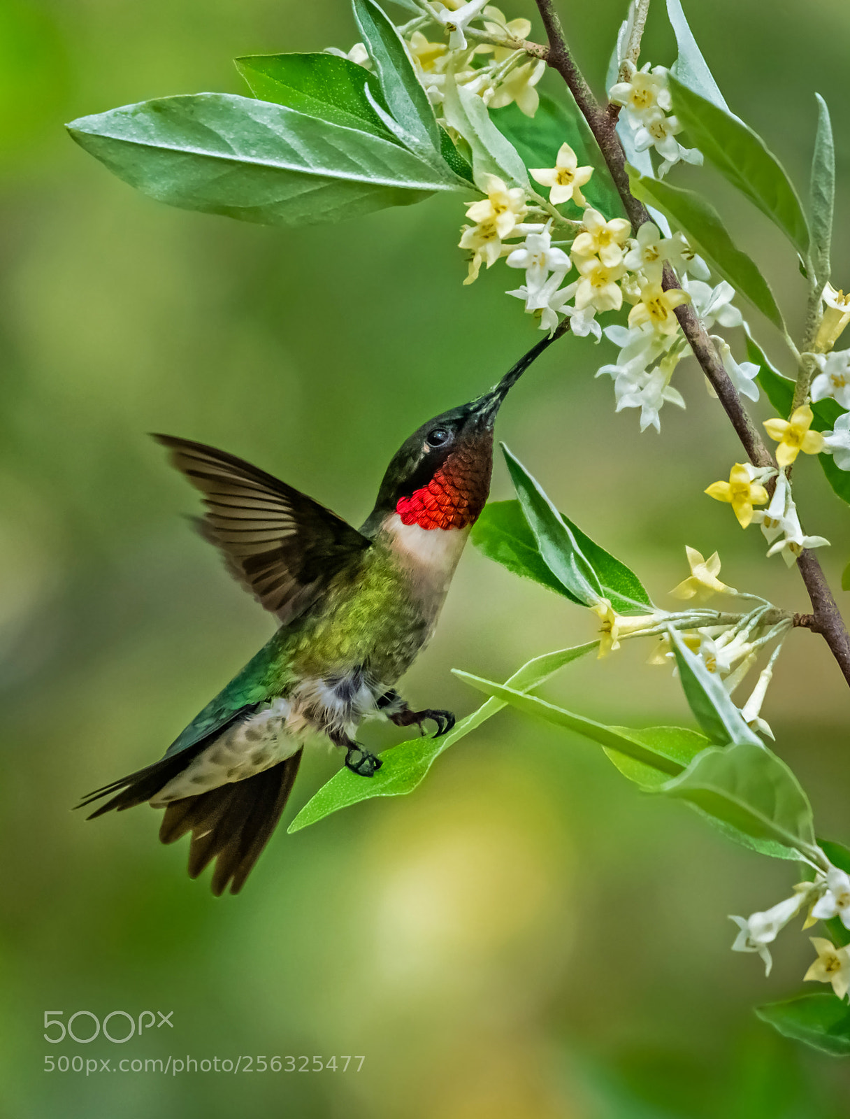Nikon D850 sample photo. Hummingbird photography