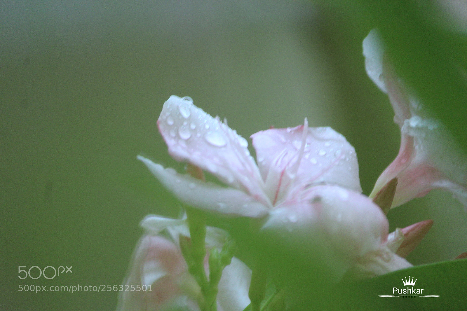 Canon EOS 1200D (EOS Rebel T5 / EOS Kiss X70 / EOS Hi) sample photo. Rain drops photography