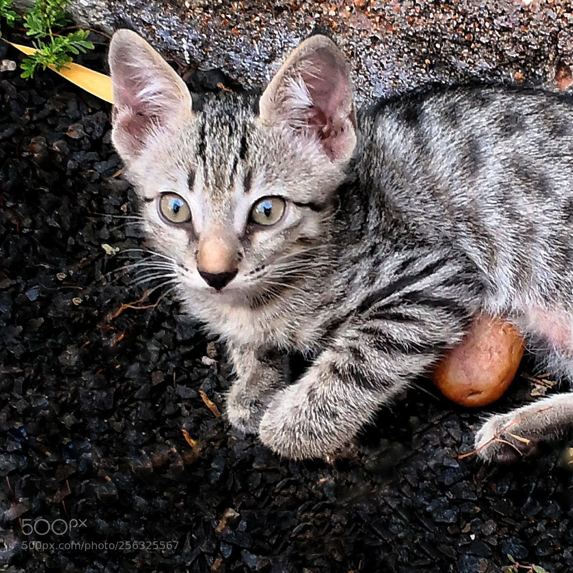 HUAWEI Mate 10 Pro sample photo. Untitled photography