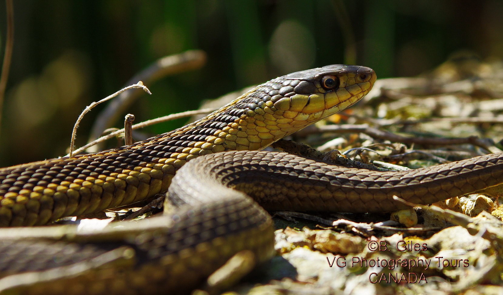 Pentax smc DA* 60-250mm F4.0 ED (IF) SDM sample photo. Butler’s garter snake photography