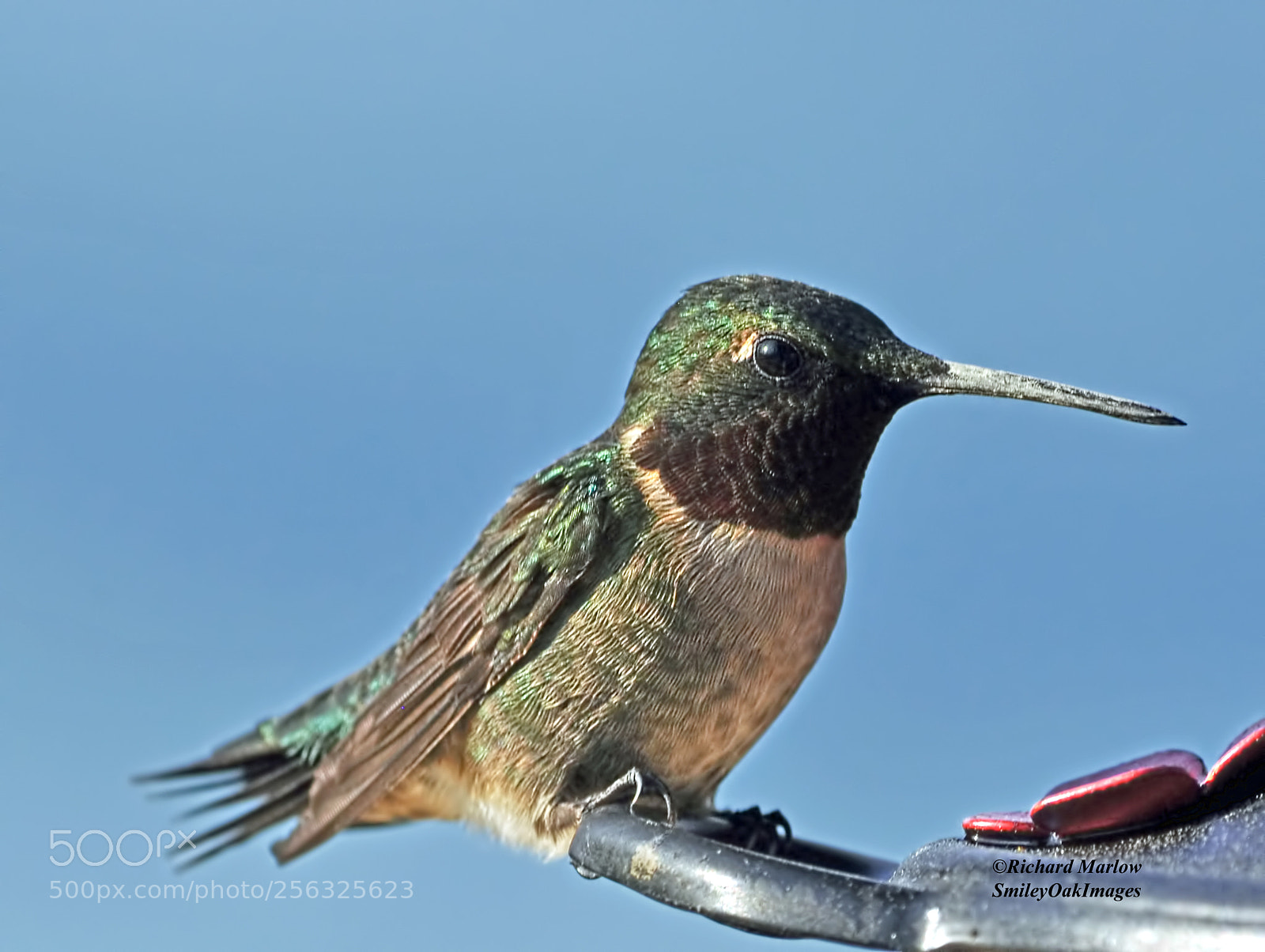 Nikon D5000 sample photo. Hummingbird photography