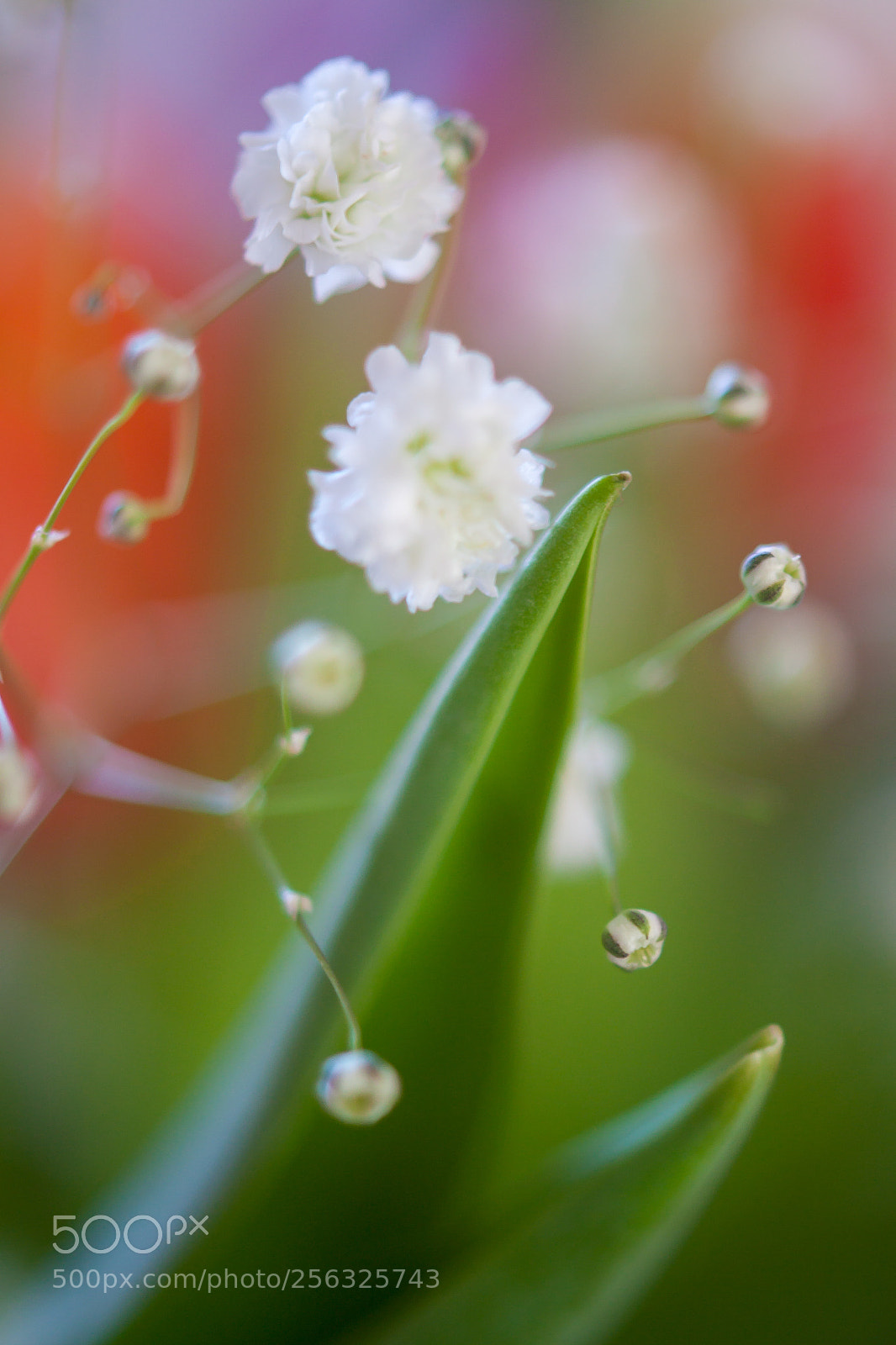 Canon EOS 500D (EOS Rebel T1i / EOS Kiss X3) sample photo. White flower close up photography