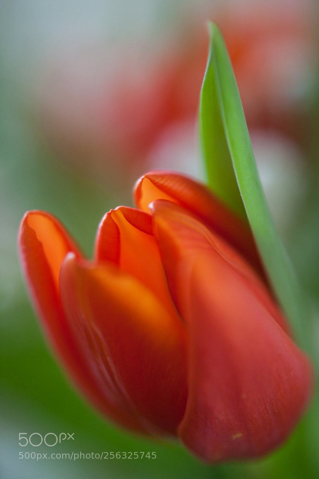 Canon EOS 500D (EOS Rebel T1i / EOS Kiss X3) sample photo. Tulip blurred background photography
