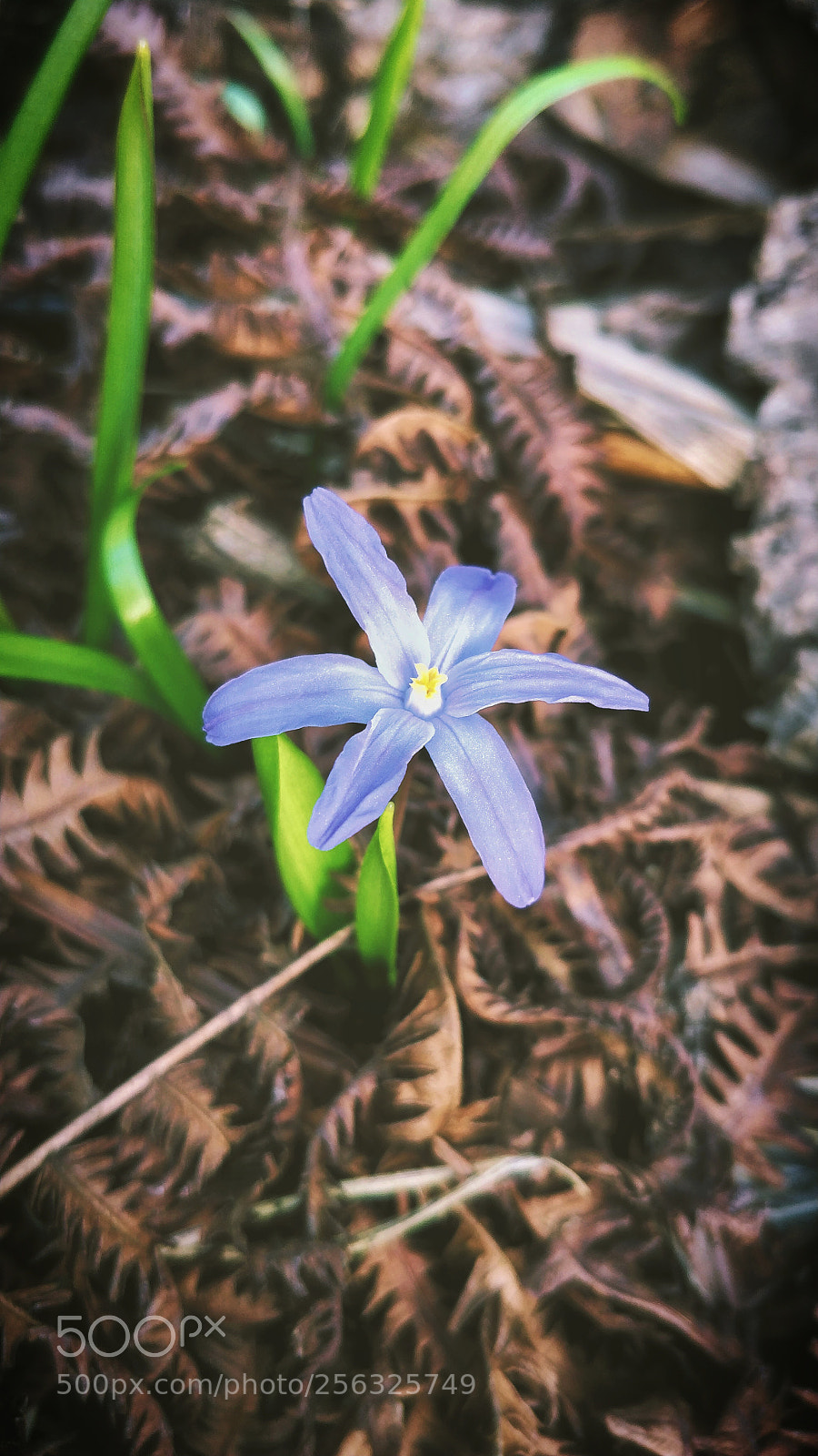 OnePlus 5 sample photo. Flower photography