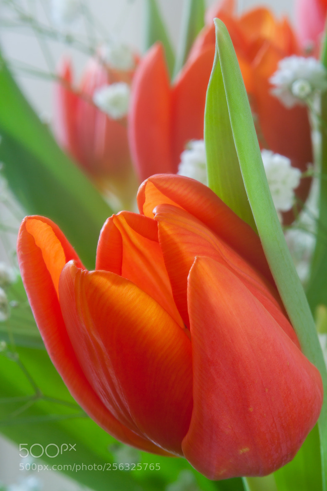 Canon EOS 500D (EOS Rebel T1i / EOS Kiss X3) sample photo. Tulip focused background photography