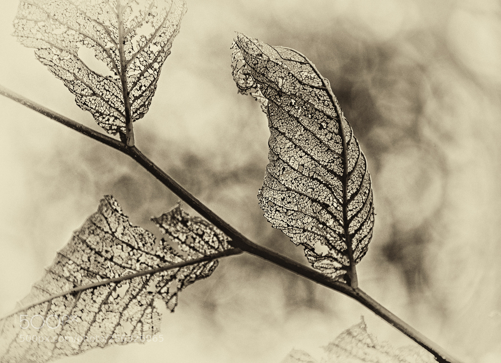 Nikon D800E sample photo. The death of autumn photography