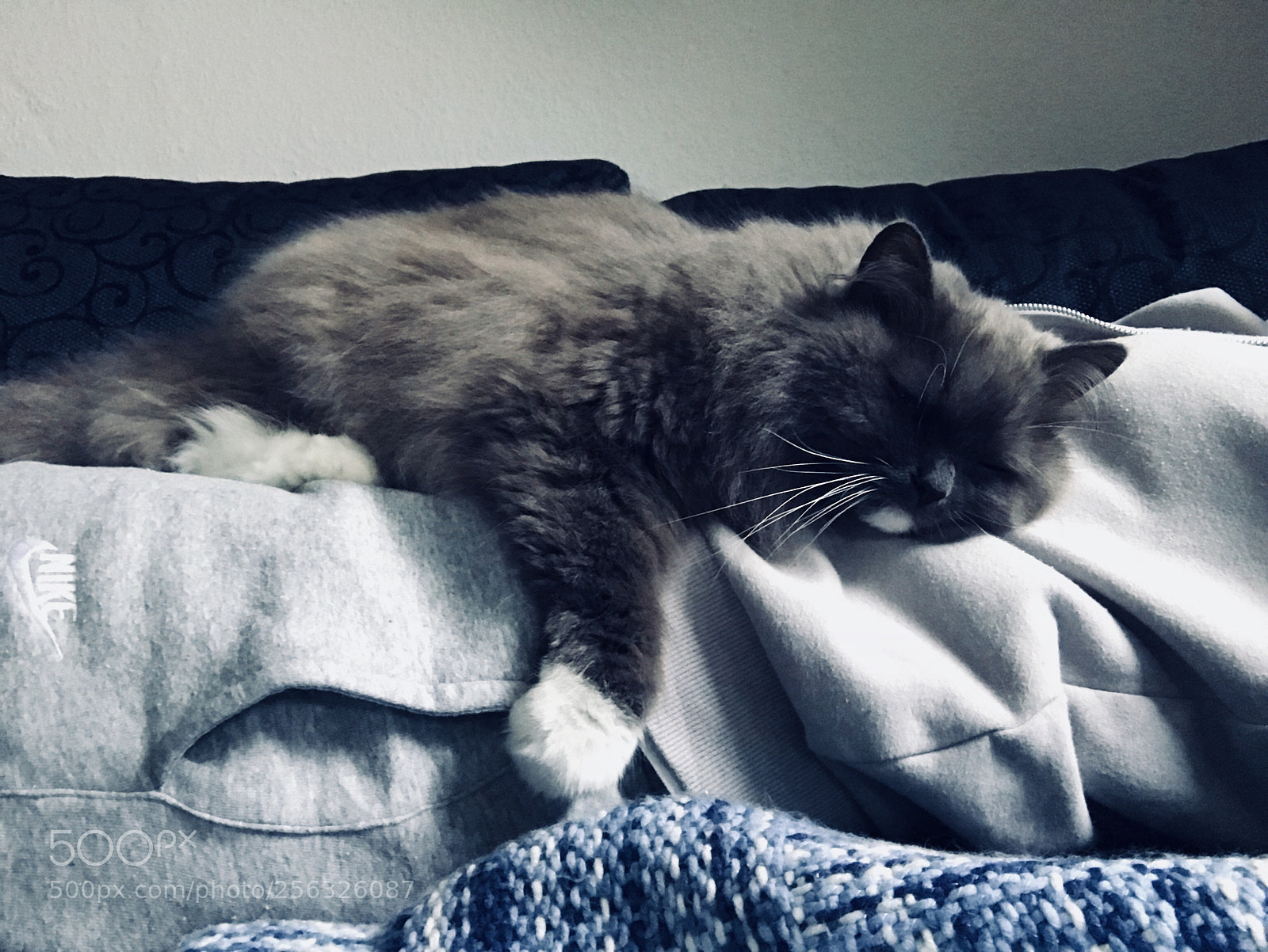 Apple iPhone 7 sample photo. My cat ❤️ photography