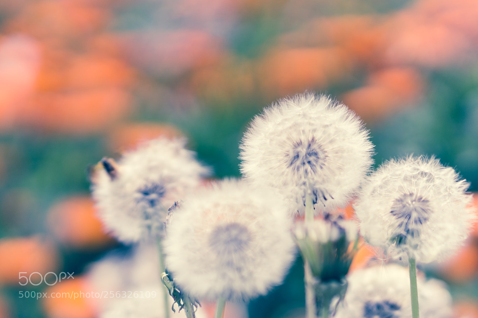 Sony a6000 sample photo. Dandelions photography