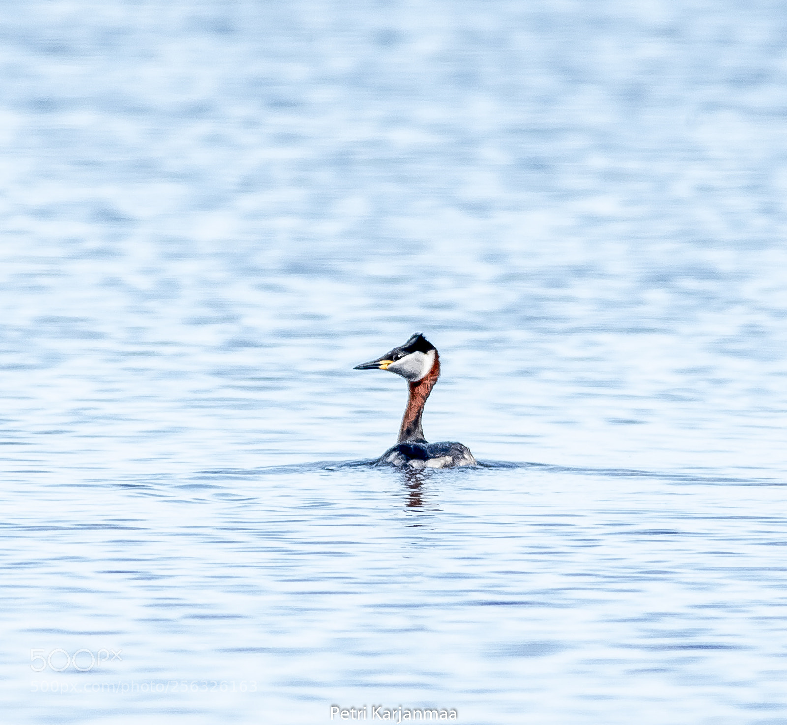 Canon EOS 7D Mark II sample photo. Podiceps grisegena photography