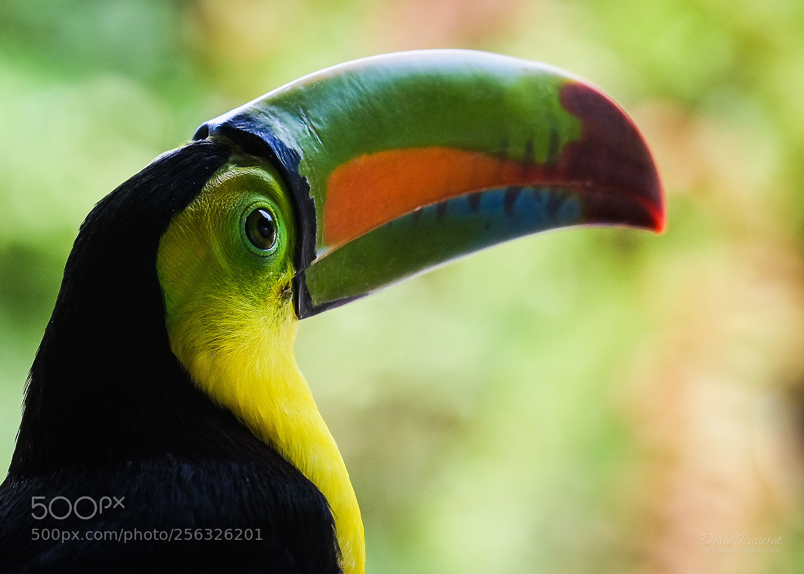 Fujifilm X-E1 sample photo. Toucan photography