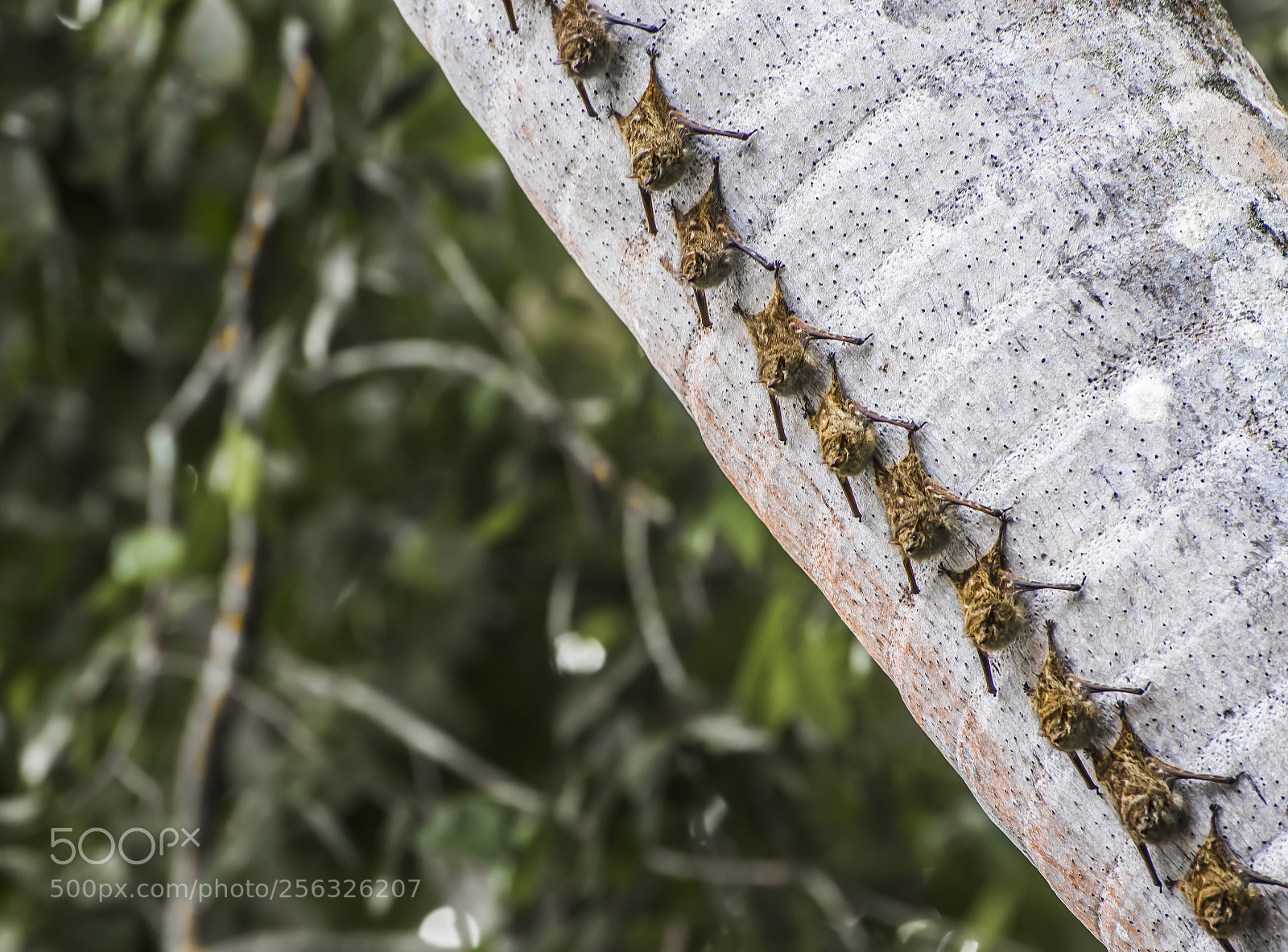 Nikon D750 sample photo. Bat tree photography