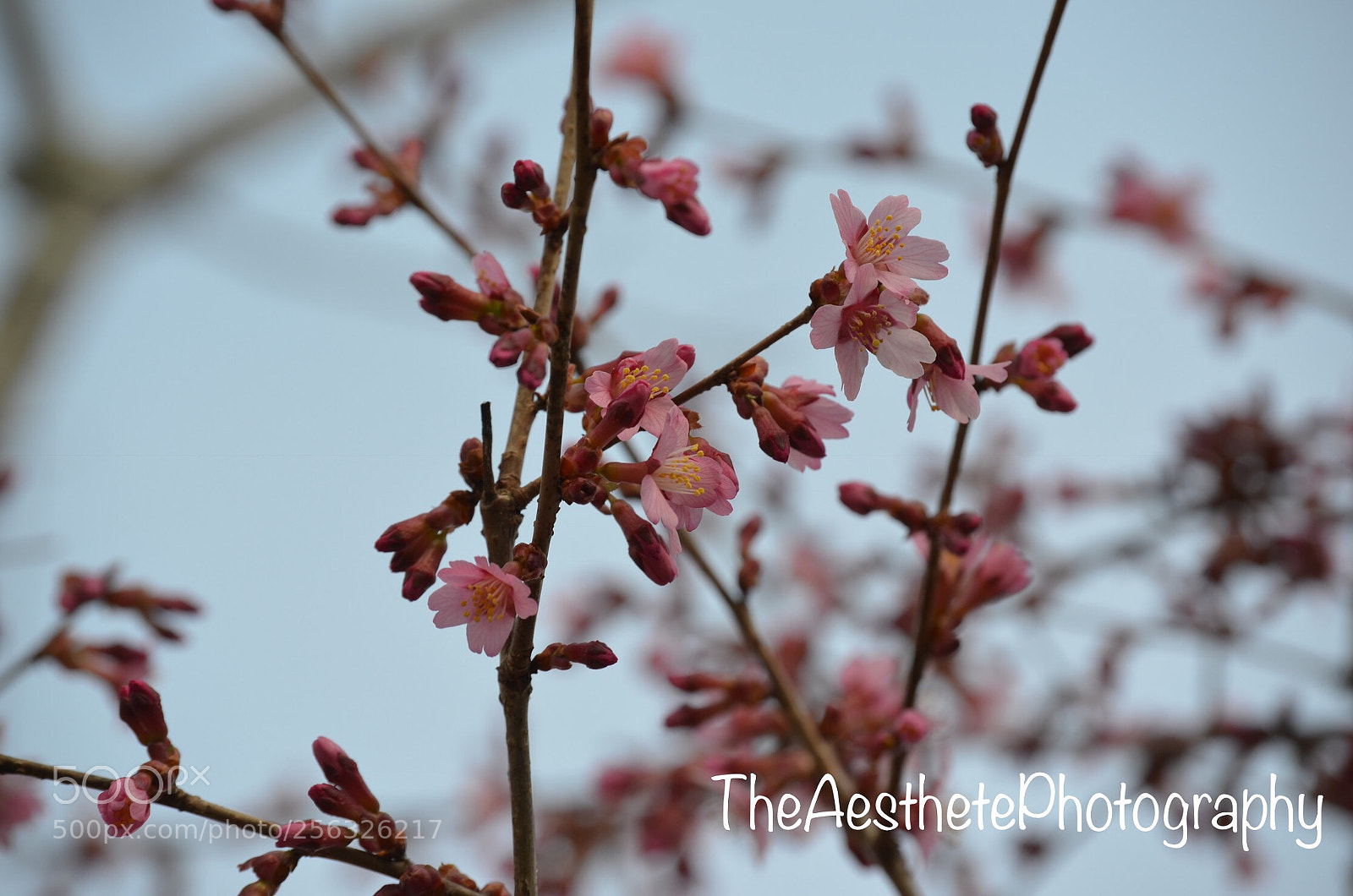 Nikon D5100 sample photo. Kireina photography