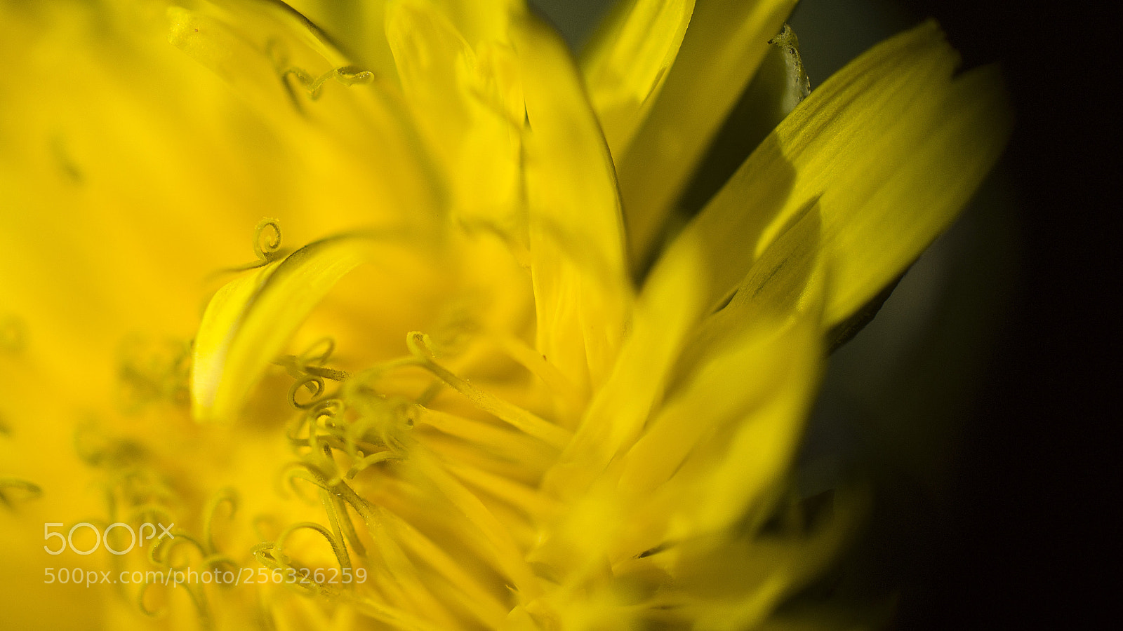 Sony SLT-A55 (SLT-A55V) sample photo. Dandelion photography