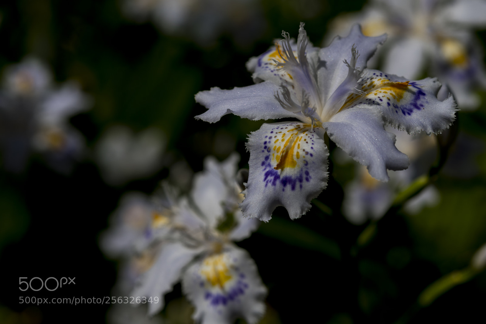 Nikon D850 sample photo. Fringed iris photography