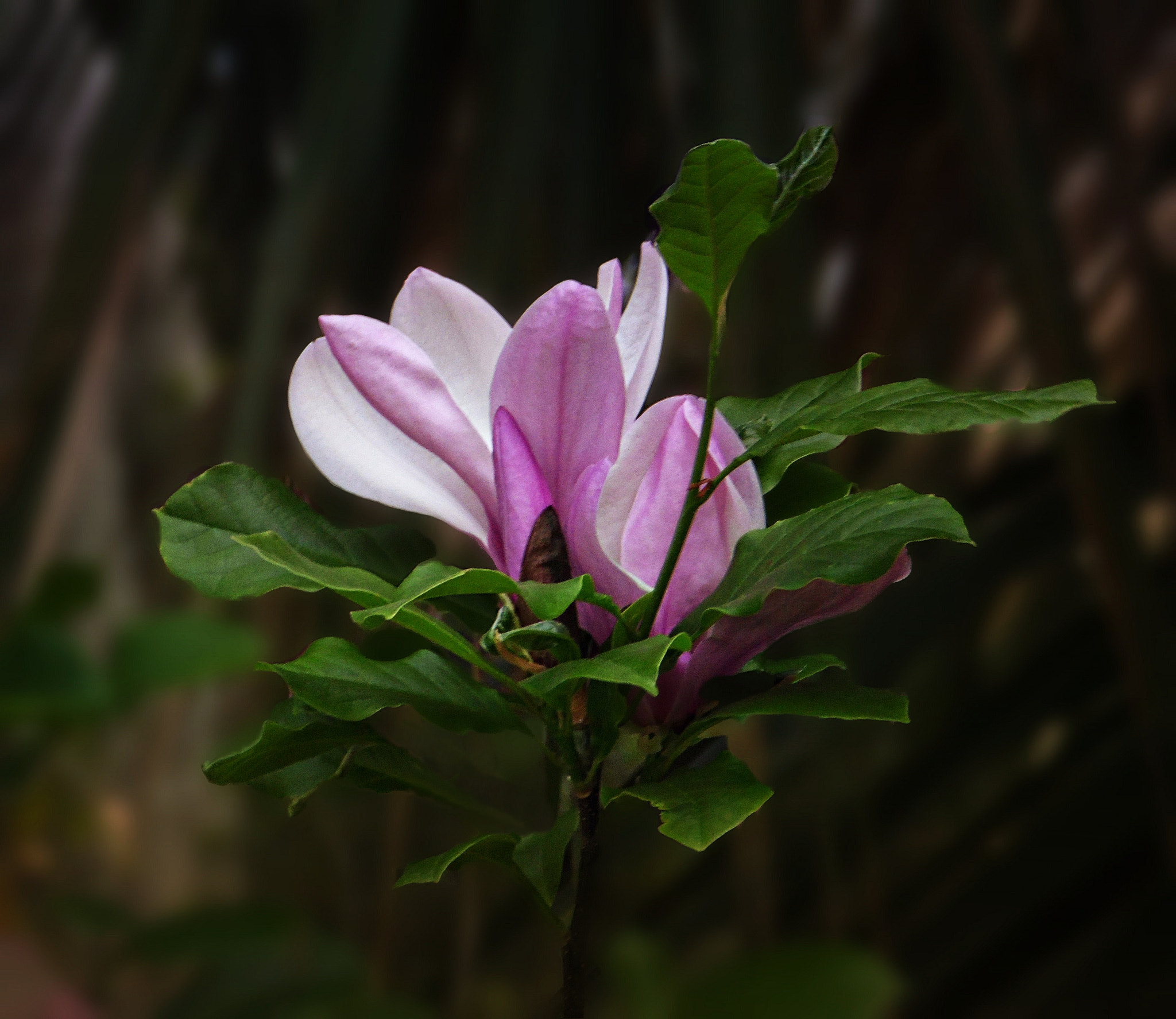 Samsung WB100/  WB101 sample photo. Japanese magnolia blossom photography
