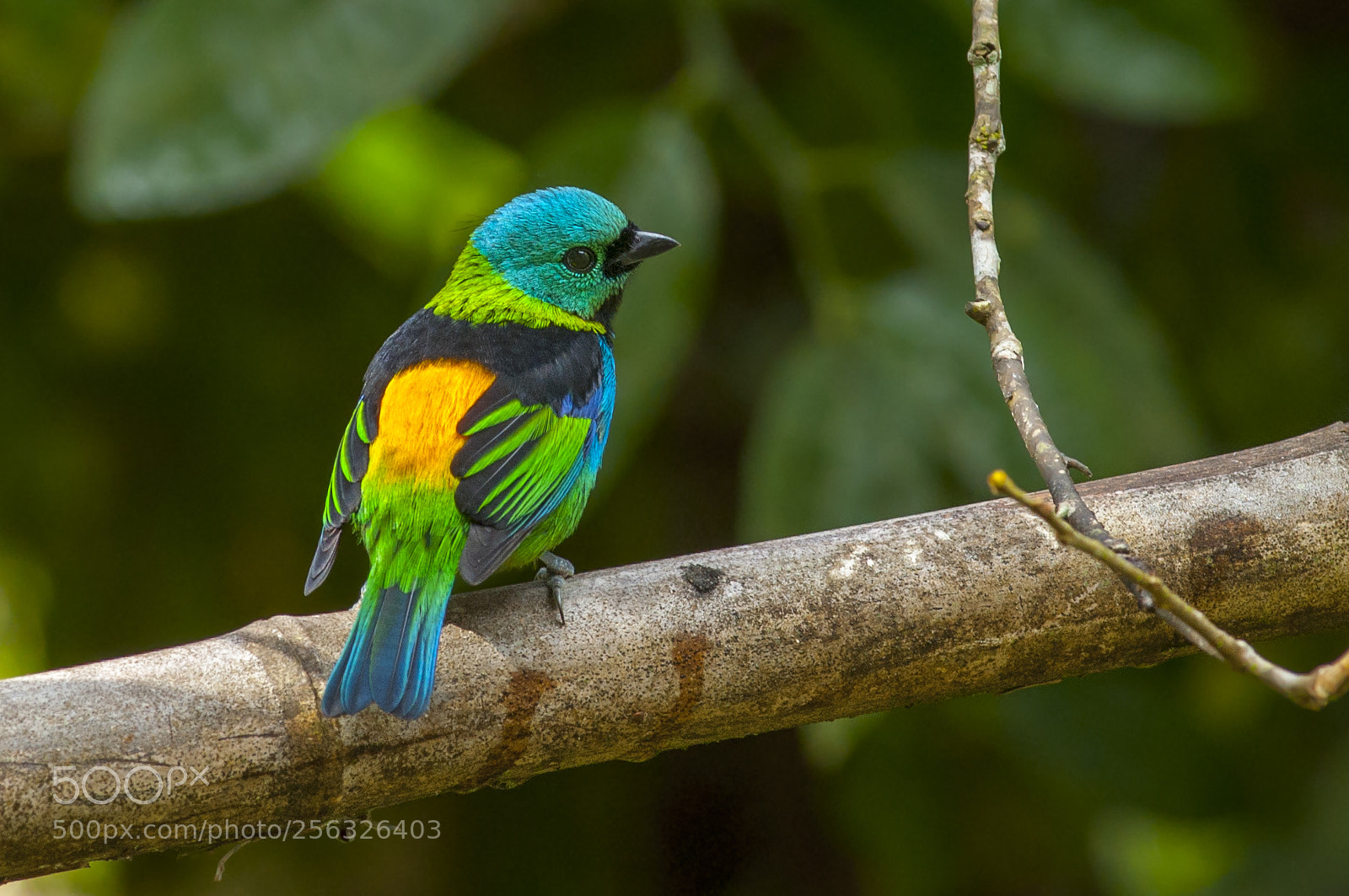 Nikon D5000 sample photo. Green-headed tanager photography