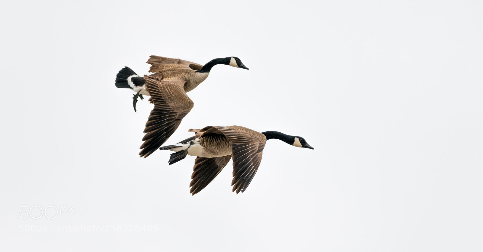 Nikon D800 sample photo. White landing photography